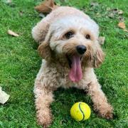 Frankie, a missing Cavapoo from Whitefield