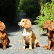 An average of 128 dog rehoming requests have been received by Spaniel Aid per month so far this year