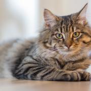 All pet cats will need to be microchipped by June 2024 under a new law