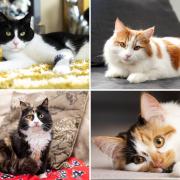 Cat's Protections National Cat Awards have shared their 12 finalists.