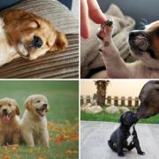 These were the dog breeds most at risk of being stolen last year