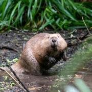Calls have been made to introduce beavers into Greater Manchester's waterways as a way to cut the risk of flash flooding (Image: The Beaver Trust).