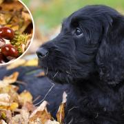 Dog owners are being warned to look out for over 