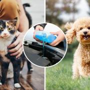 This is why antifreeze can be dangerous if consumed by dogs and cats