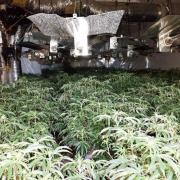 £170,000 worth of cannabis seized from a property on Bethel Street.