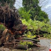Fallen tree in Bolton