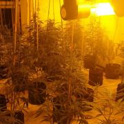 Cannabis plants found in the two addresses