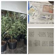 The cannabis farm and drugs that were found