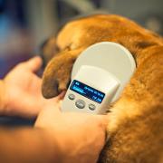 All pet dogs in the UK need to be microchipped and registered on a database.