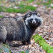 The Common Raccoon Dog has been spotted in the UK.