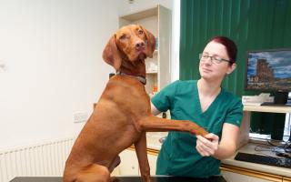 SJ Evans with Ginger at Armac Vets in Bury
