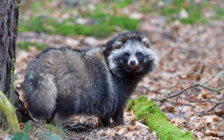 The Common Raccoon Dog has been spotted in the UK.