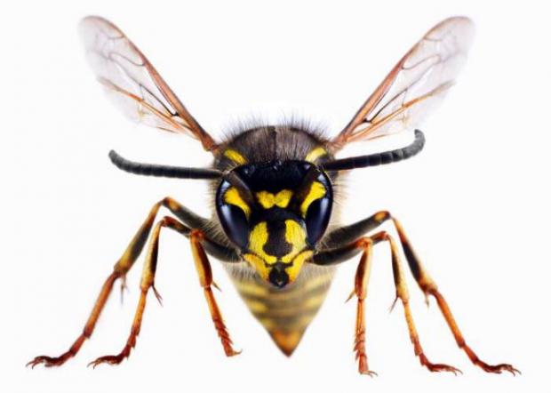 Bury Times: A wasp